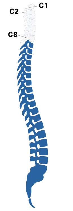 spine C1-C8