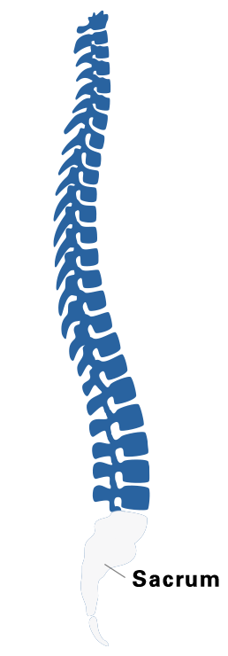 Animated Spinal Cord Injury Chart - Facing Disability