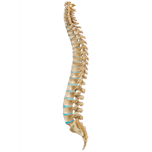 Spinal Cord Injuries: Areas of Research - Topic Overview - Facing Disability